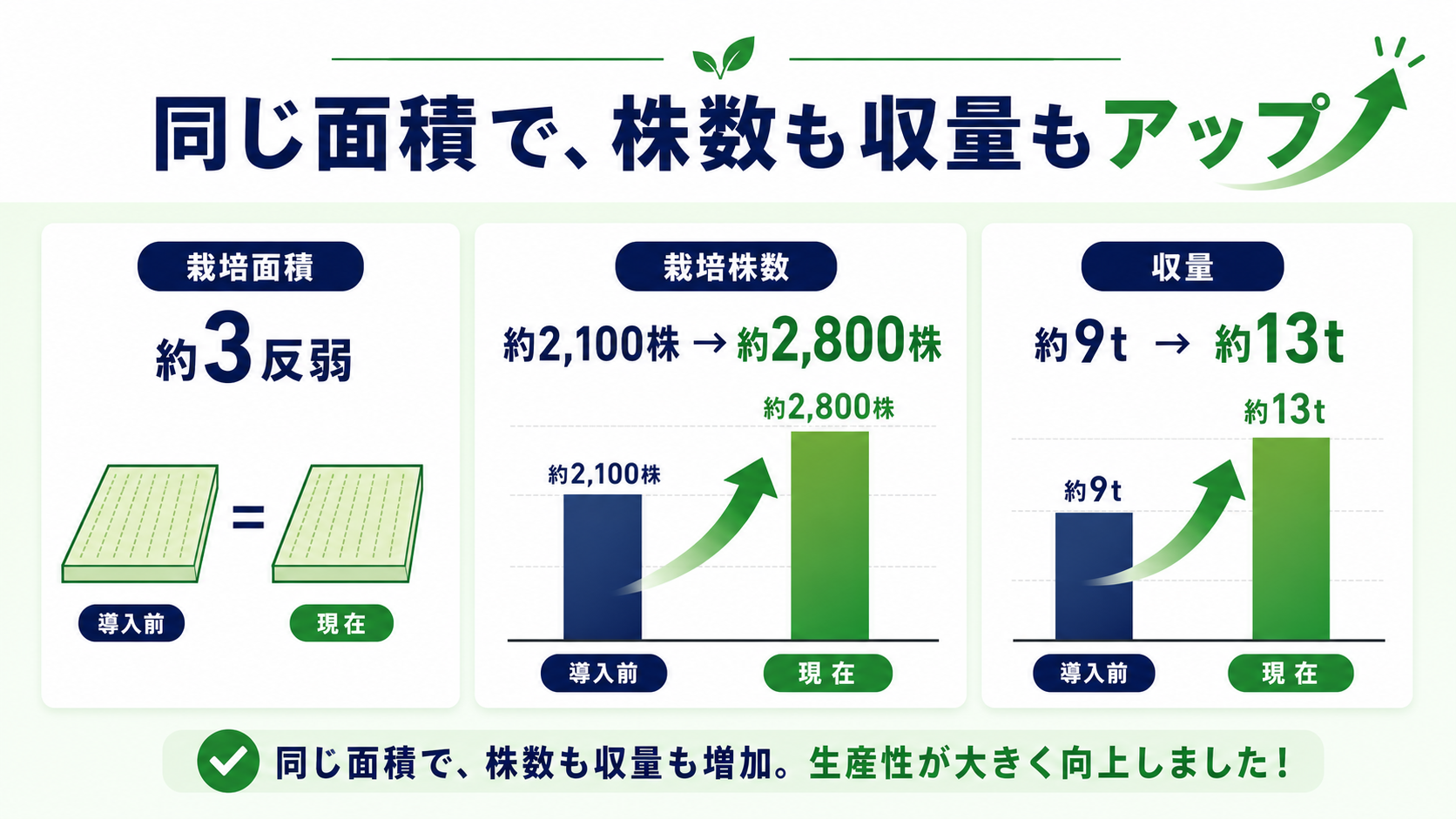 同じ栽培面積で、導入前の約2,100株・約9tから、現在の約2,800株・約13tへ増えたことを示すグラフ